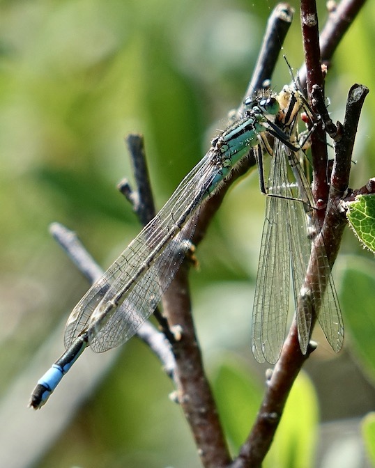 blue-tailed damselfly